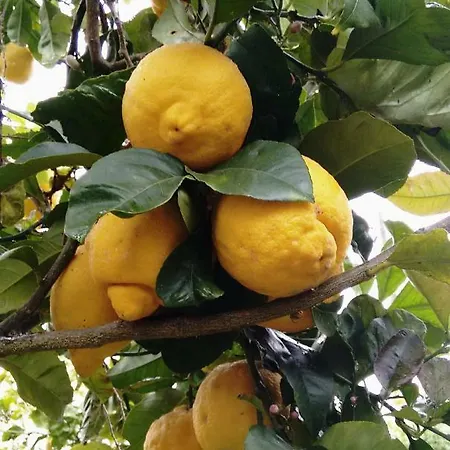 Daire *****finca Bella Vista *